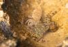 Grapsus albolineatus